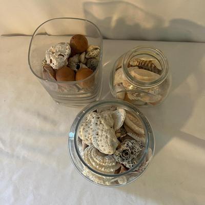 Seashells, Seashells, Seashells (D-MG)