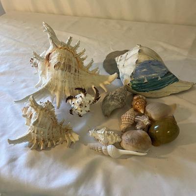 Seashells, Seashells, Seashells (D-MG)