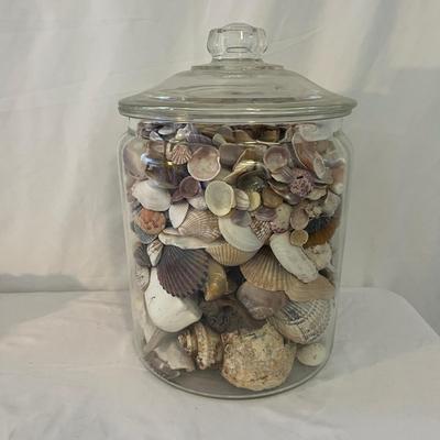 Seashells, Seashells, Seashells (D-MG)