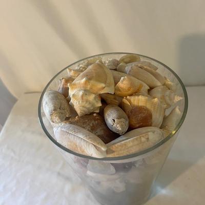 Seashells, Seashells, Seashells (D-MG)