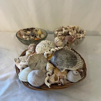 Seashells, Seashells, Seashells (D-MG)