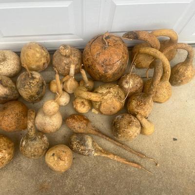 Dried Dipper Gourds and more (G2-MG)
