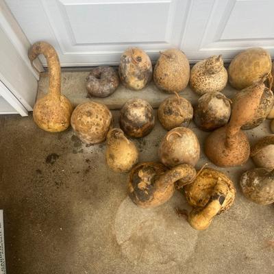 Dried Dipper Gourds and more (G2-MG)