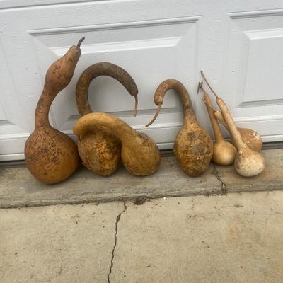 Dried Dipper Gourds and more (G2-MG)