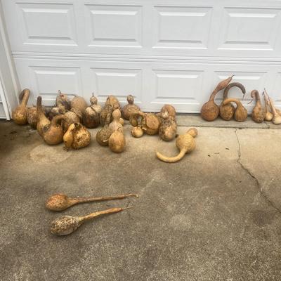 Dried Dipper Gourds and more (G2-MG)