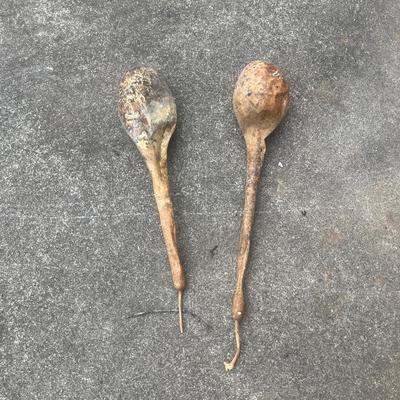 Dried Dipper Gourds and more (G2-MG)