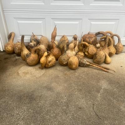 Dried Dipper Gourds and more (G2-MG)