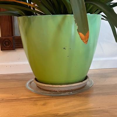 Two Potted Clivia Lilies (D-DZ)