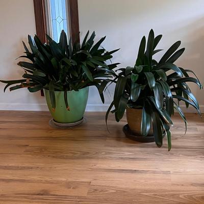 Two Potted Clivia Lilies (D-DZ)