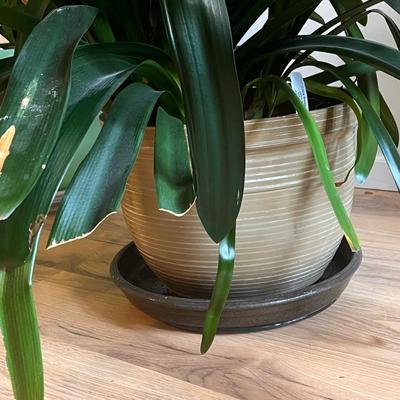 Two Potted Clivia Lilies (D-DZ)