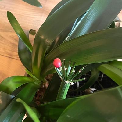 Two Potted Clivia Lilies (D-DZ)