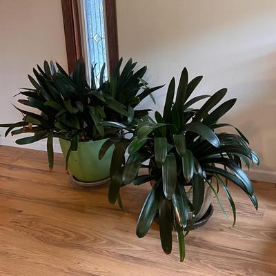 Two Potted Clivia Lilies (D-DZ)