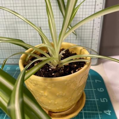 2 small spider plants