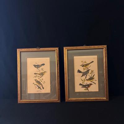 Framed Bird Art and more (D-DZ)