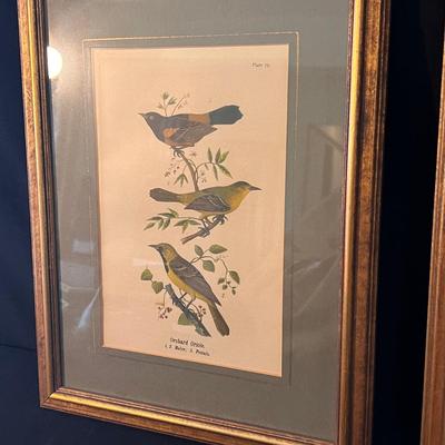 Framed Bird Art and more (D-DZ)