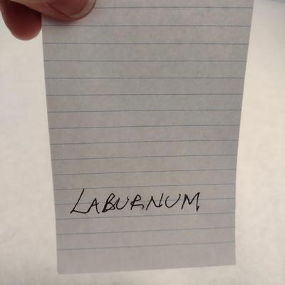 Hand Crafted Turned Wood English Laburnum Goblet