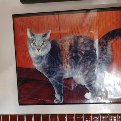 cat picture
