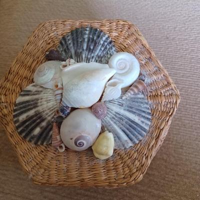 seashell coaster holder
