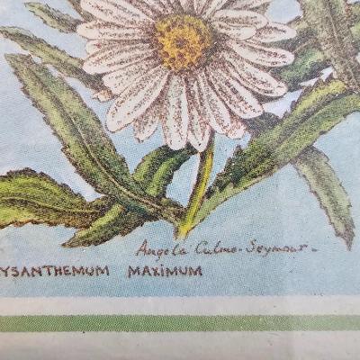 Collection of Floral Prints (UC-JS)