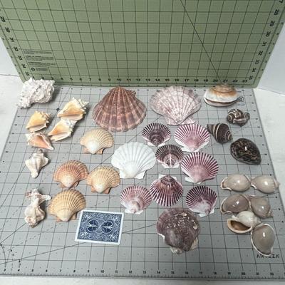 Set Of Shell Collection