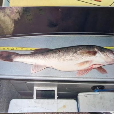 Taxidermied Walleye