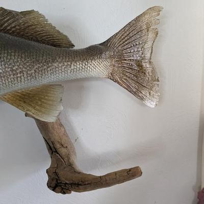 Taxidermied Walleye