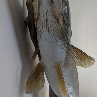 Taxidermied Walleye