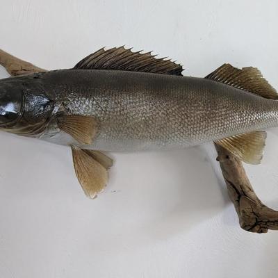 Taxidermied Walleye