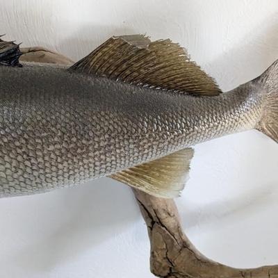 Taxidermied Walleye