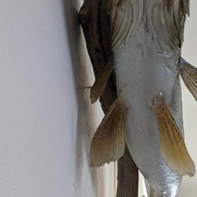Taxidermied Walleye