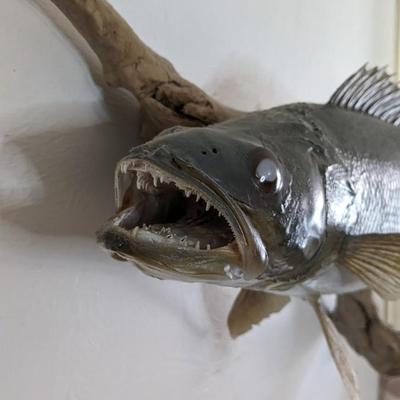 Taxidermied Walleye