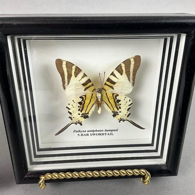 LR242 Pair of Framed Butterfly Specimen