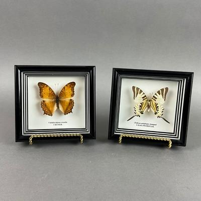LR242 Pair of Framed Butterfly Specimen