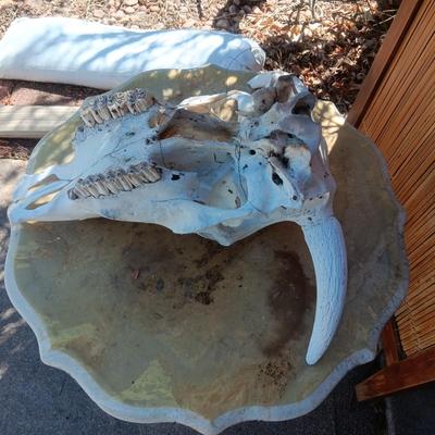 GENUINE STEER SKULL 17" X 18.5"