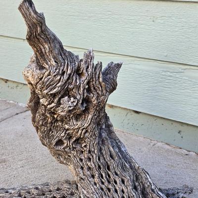 Large Decortive Cactus Wood