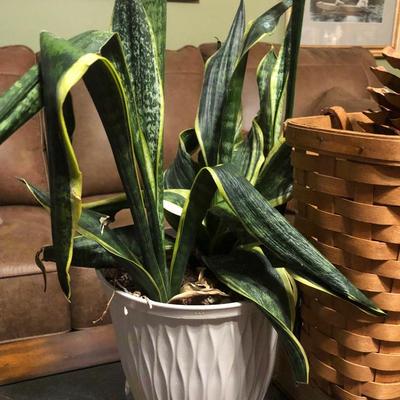 LOT 335L: Home Decor Collection - Longaberger Basket, Plants, Long Votive Holder & More