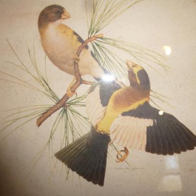 Four Framed Bird Prints- Approx 12" x 15"