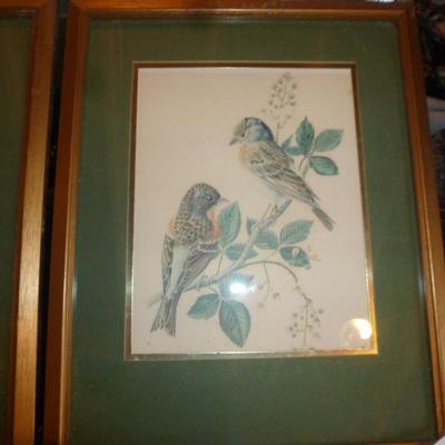 Four Framed Bird Prints- Approx 12" x 15"