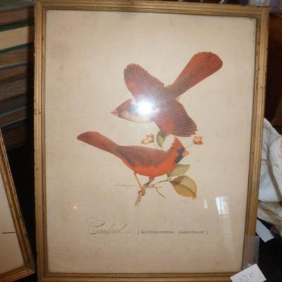 Four Framed Bird Prints- Approx 12" x 15"