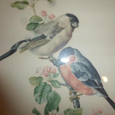 Four Framed Bird Prints- Approx 12" x 15"