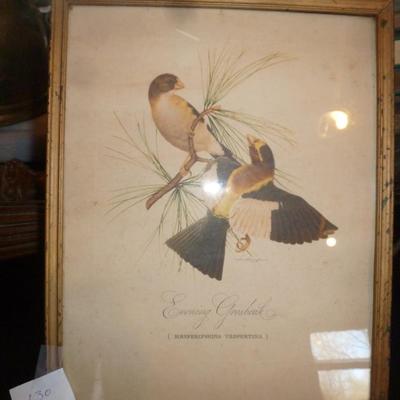 Four Framed Bird Prints- Approx 12" x 15"