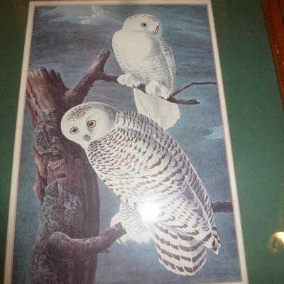 Framed White Owl Print- Approx 20" x 24"
