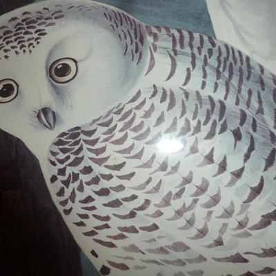 Framed White Owl Print- Approx 20" x 24"