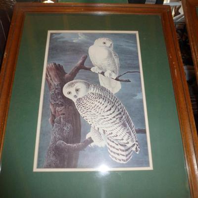 Framed White Owl Print- Approx 20" x 24"
