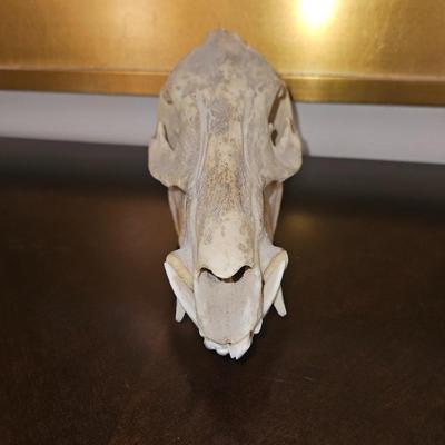ANIMAL SKULL