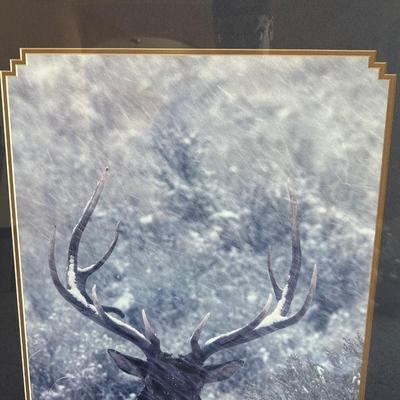 LARGE PICTURE OF A BULL ELK