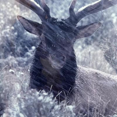 LARGE PICTURE OF A BULL ELK