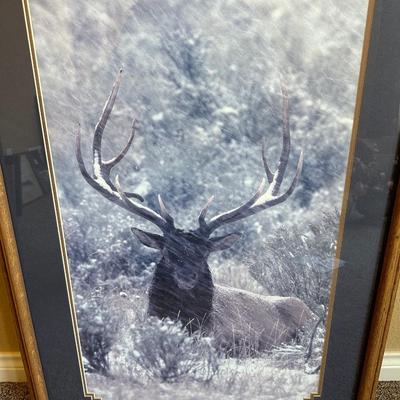 LARGE PICTURE OF A BULL ELK