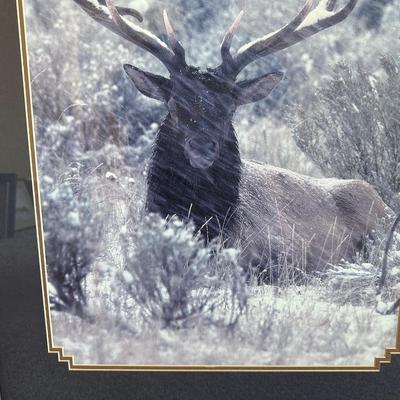 LARGE PICTURE OF A BULL ELK