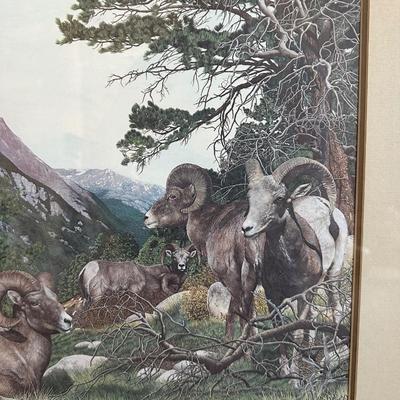 SIGNED & NUMBERED PRINT OF BIG HORN SHEEP BY FREDA DICKIE